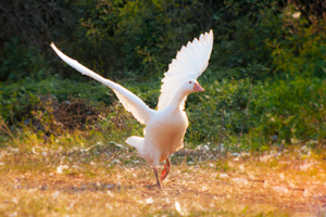 Gans-Fluegel